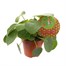 Pilea Peperomioides Houseplant - 17cm PotAlternative Image3