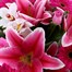 Pink Handtied Bouquet - DeluxeAlternative Image3