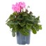Cyclamen Pink Indoor Houseplant - 11cm Pot Alternative Image