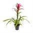 Guzmania Pink HouseplantAlternative Image4