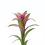 Guzmania Pink HouseplantAlternative Image5