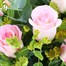 Pink Rose & Bupleurum Cut Flower Handtied BouquetAlternative Image1