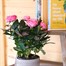 Pink Rose Houseplant - 10.5cm PotAlternative Image1