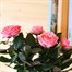 Pink Rose Houseplant - 10.5cm PotAlternative Image2
