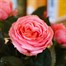 Pink Rose Houseplant - 10.5cm PotAlternative Image3