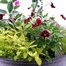 Planted Bali Round 12'' Seasonal Container - Autumn Alternative Image