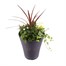 Planted Laurel Pot 13 Inches Outdoor Bedding Container - Summer Alternative Image
