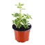 Plectranthus Variegata 10.5cm Pot BeddingAlternative Image1