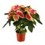 Poinsettia Christmas Houseplant - Marble 13cm Alternative Image