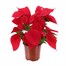 Poinsettia Christmas Houseplant - Red 10.5cm Alternative Image