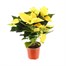 Poinsettia Christmas Houseplant Yellow 13cm - With Decorative Pot Alternative Image