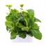 Polyanthus F1 Crescendo Primrose Shades 6 Pack Boxed Bedding Alternative Image