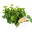 Polyanthus F1 Crescendo Primrose Shades 6 Pack Boxed Bedding Alternative Image
