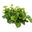 Polyanthus F1 Crescendo Primrose Shades 6 Pack Boxed Bedding Alternative Image