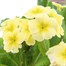 Polyanthus F1 Crescendo Primrose Shades 6 Pack Boxed Bedding Alternative Image
