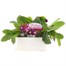 Polyanthus F1 Crescendo Blue 6 Pack Boxed Bedding Alternative Image