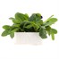 Polyanthus F1 Crescendo Blue 6 Pack Boxed Bedding Alternative Image