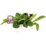Polyanthus F1 Crescendo Blue 6 Pack Boxed Bedding Alternative Image