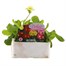 Polyanthus F1 Crescendo Mixed 6 Pack Boxed Bedding Alternative Image