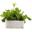Polyanthus F1 Crescendo Mixed 6 Pack Boxed Bedding Alternative Image
