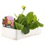 Polyanthus F1 Crescendo Mixed 6 Pack Boxed Bedding Alternative Image