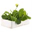 Polyanthus F1 Crescendo Mixed 6 Pack Boxed Bedding Alternative Image