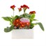 Polyanthus F1 Crescendo Red 6 Pack Boxed Bedding Alternative Image