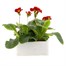 Polyanthus F1 Crescendo Red 6 Pack Boxed Bedding Alternative Image