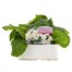 Polyanthus F1 Crescendo White 6 Pack Boxed BeddingAlternative Image1