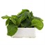 Polyanthus F1 Crescendo White 6 Pack Boxed BeddingAlternative Image2