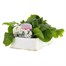 Polyanthus F1 Crescendo White 6 Pack Boxed BeddingAlternative Image3