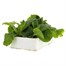 Polyanthus F1 Crescendo White 6 Pack Boxed BeddingAlternative Image4