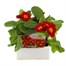 Polyanthus Supernova Cherry 6 Pack Boxed Bedding Alternative Image