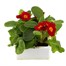 Polyanthus Supernova Cherry 6 Pack Boxed Bedding Alternative Image