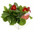 Polyanthus Supernova Cherry 6 Pack Boxed Bedding Alternative Image