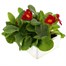 Polyanthus Supernova Cherry 6 Pack Boxed Bedding Alternative Image