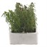 Portulaca F1 Sundial Mixed 6 Pack Boxed BeddingAlternative Image1