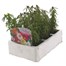Portulaca F1 Sundial Mixed 6 Pack Boxed BeddingAlternative Image2