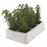 Portulaca F1 Sundial Mixed 6 Pack Boxed BeddingAlternative Image3
