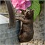 Potty Feet Decorative Pot Buddies - Antique Bronze Brown Bear (PB0016)Alternative Image1