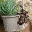 Potty Feet Decorative Pot Buddies - Antique Bronze Koala Bear & Cub (PB0014)Alternative Image1