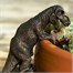 Potty Feet Decorative Pot Buddies - Antique Bronze T-Rex (PB0035)Alternative Image1