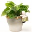 Potty Feet Decorative Pot Buddies - Beatrix Potter Mrs Tiggy - Winkle (PBBP0004C)Alternative Image1
