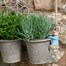 Potty Feet Decorative Pot Buddies - Beatrix Potter Peter Rabbit Climbing Pot (PBBP0009C)Alternative Image1