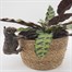 Potty Feet Decorative Pot Feet -  Antique Bronze Highland Cow (PB0041) Alternative Image