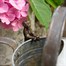 Potty Feet Decorative Pot Feet -  Antique Bronze Meerkat (PB0013) Alternative Image