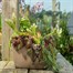 Potty Feet Decorative Pot Feet -  Antique Bronze Orangutan (PB0012) Alternative Image