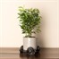 Potty Feet Decorative Pot Feet - Bronze Snail - Set of 3 (PF0029)Alternative Image2