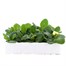 Primrose 15 Pack Boxed Bedding Alternative Image