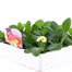Primrose 15 Pack Boxed Bedding Alternative Image